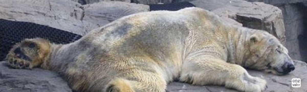 Arturo, polar bear