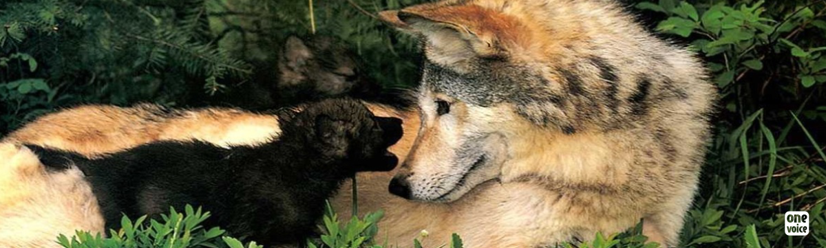 Emergency: Wolfs and wolf cubs in danger
