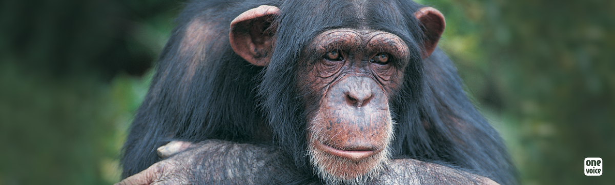 Helping chimpanzees at home