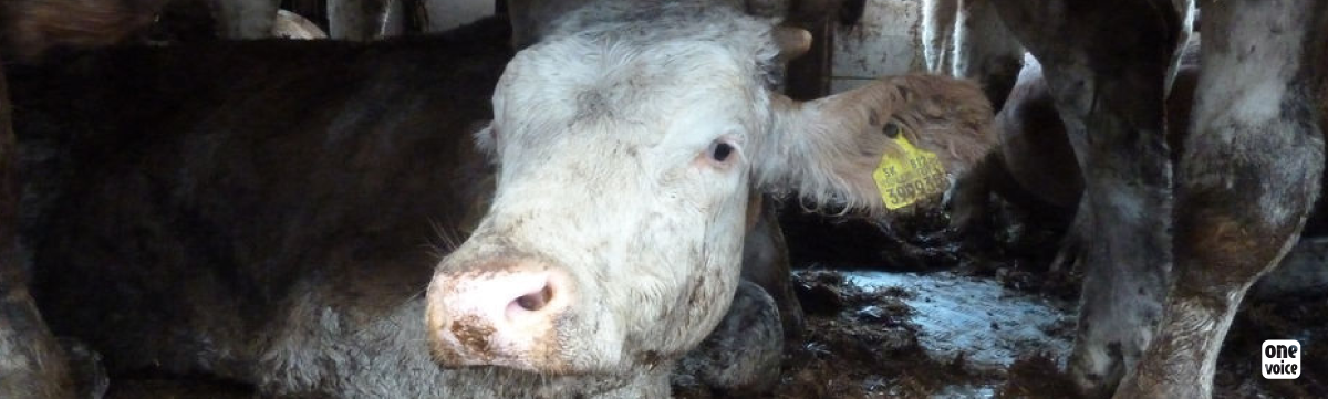 France-Turquie : l’insoutenable calvaire des vaches exportées