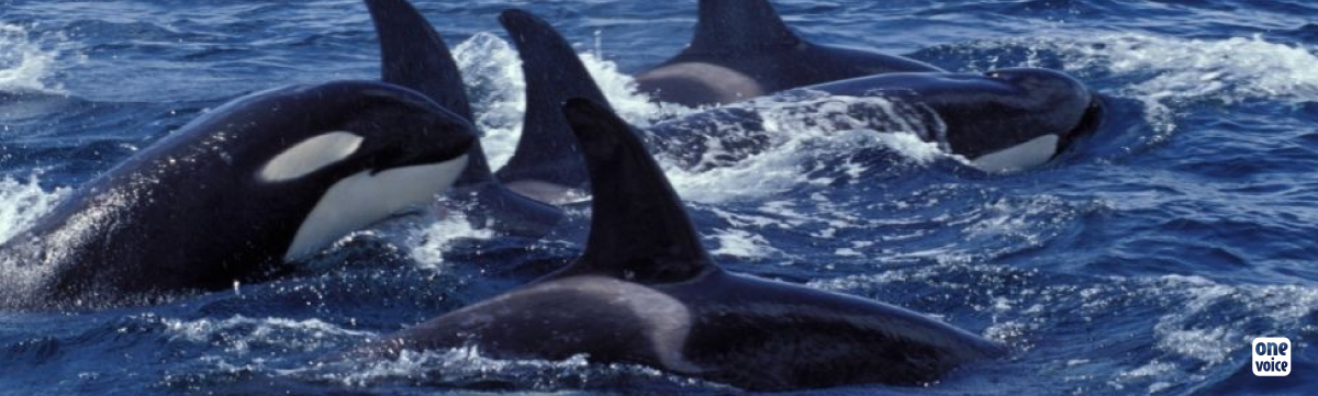 Action for the namibian orcas