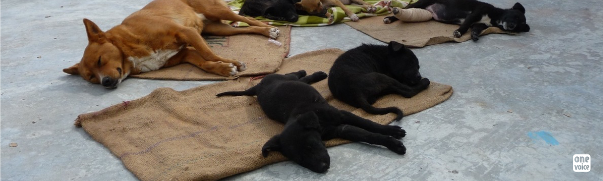 The dogs of Darjeeling