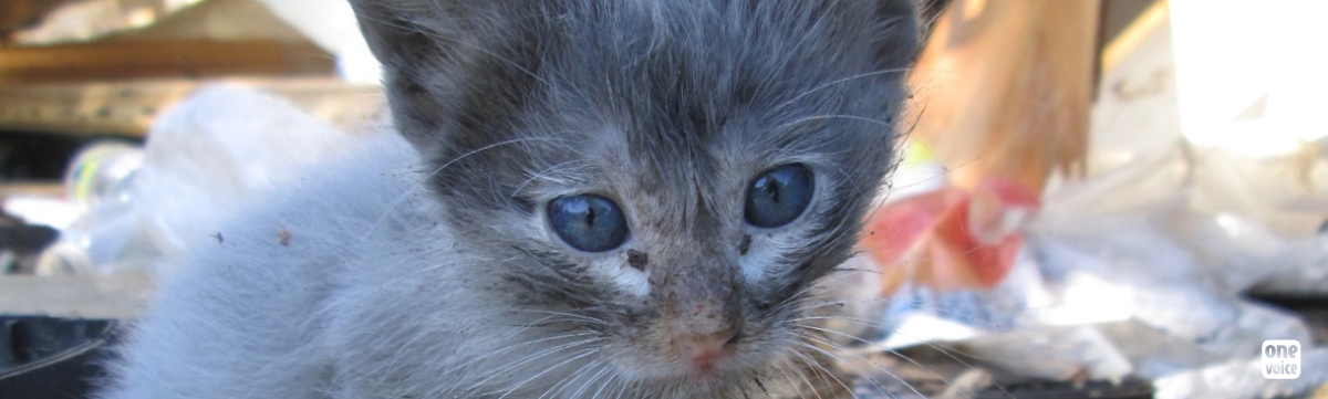 Crime en Réunion : la chasse aux chats est ouverte