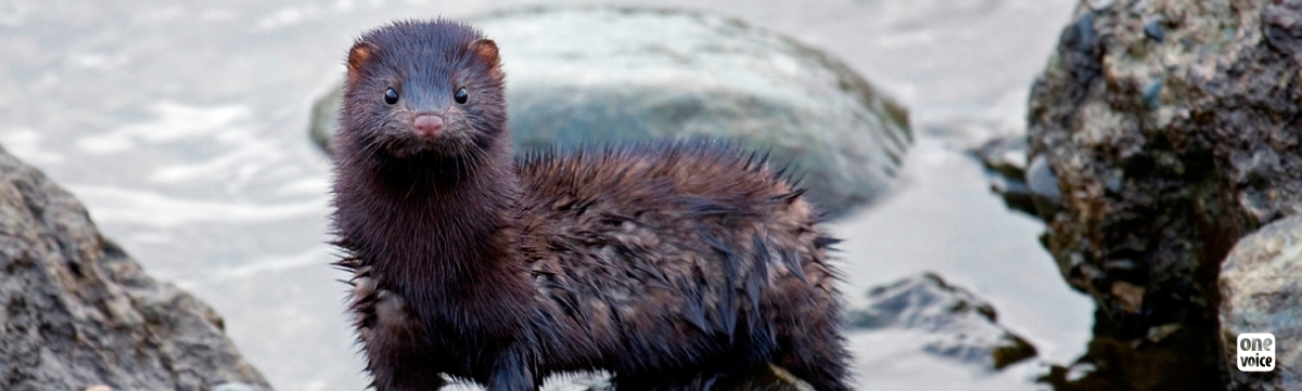 Stop mink farming in France!