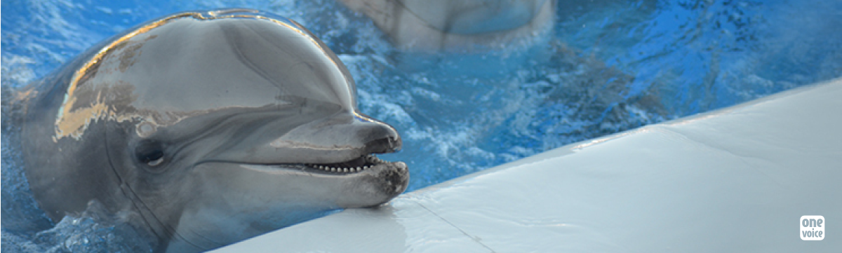 Captivité des dauphins : One Voice répond à Marineland