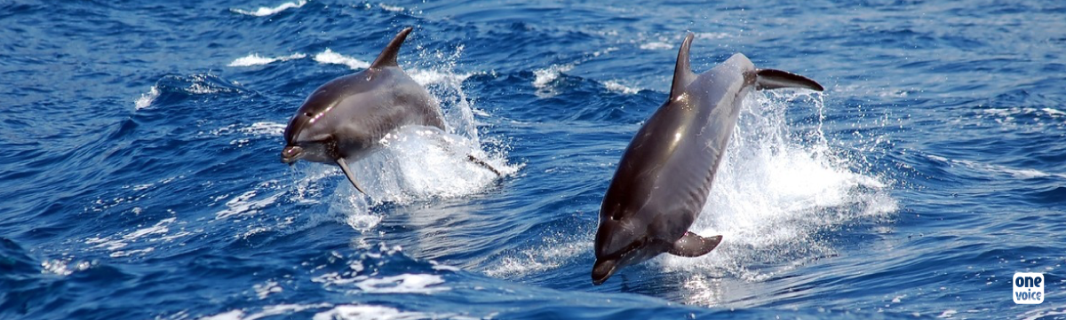 Delphinariums : la Corée du Sud va libérer deux dauphins captifs!