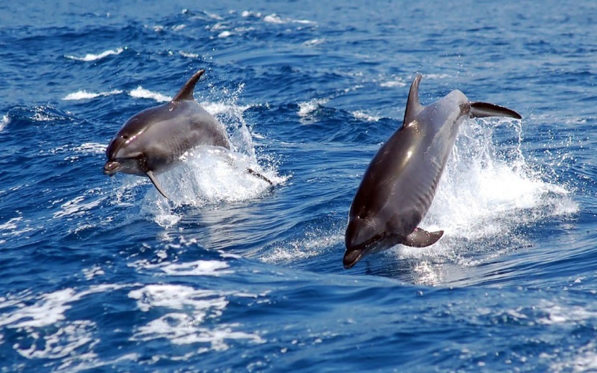 Delphinariums : la Corée du Sud va libérer deux dauphins captifs!