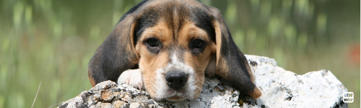 Expérimentation animale sur les chiens : mobilisation pour les beagles !