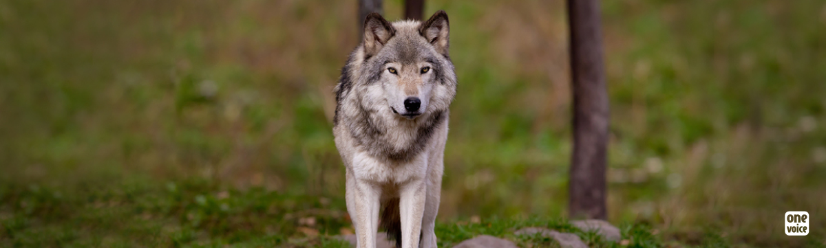 40 mises à mort de loups légalisées : One Voice s’y oppose