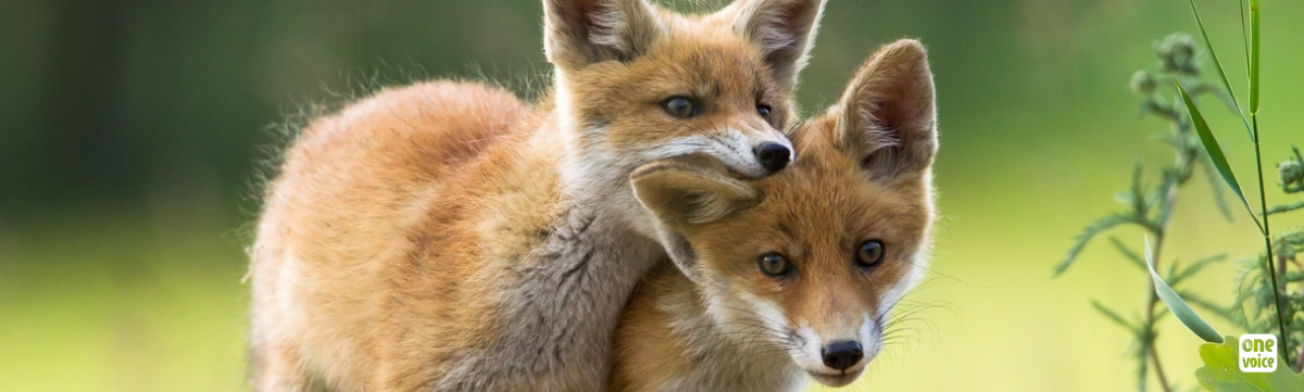 One Voice campaigns: Peace for the foxes!