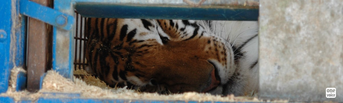 Mort d’une tigresse : Mevy s’est échappée du cirque, son dresseur a tiré