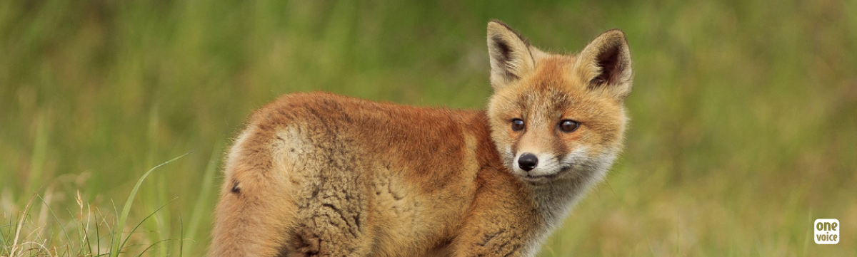 The fox, this unique being in the world: a new report to know him better and to better protect him