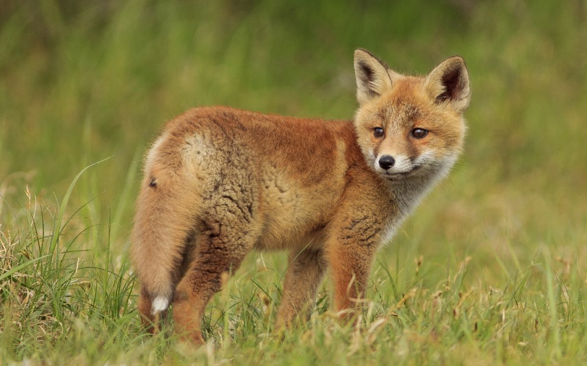Le renard, cet être unique au monde : un nouveau rapport pour mieux le connaître et mieux le protéger