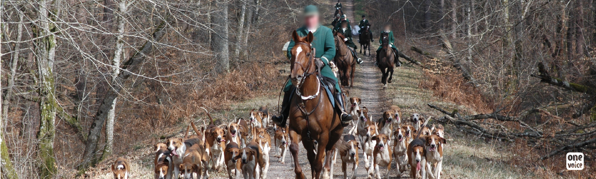Hunting: terror in our countryside