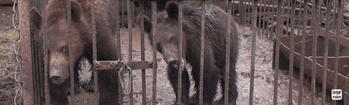 Russie : des ours pour entrainer des chiens à la chasse