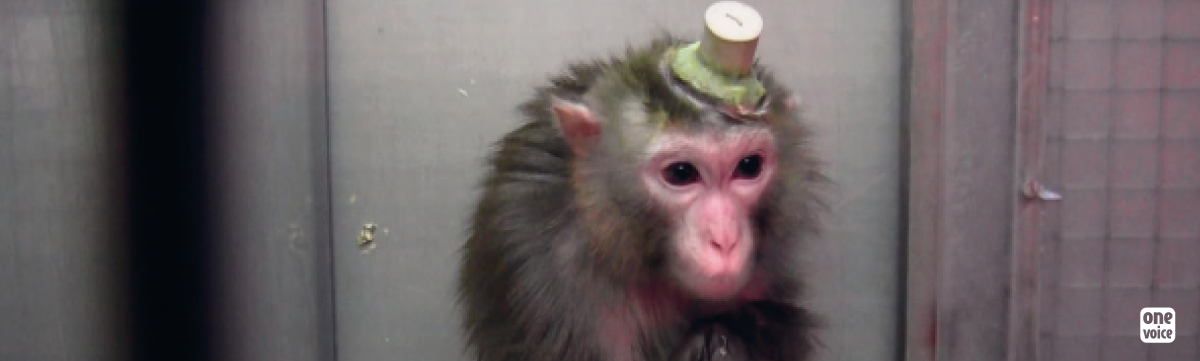 Une victoire d'étape contre l'expérimentation sur des macaques à l'Institut Max Planck