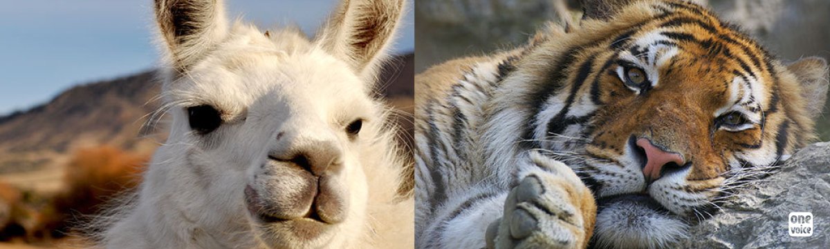 Tiger or llama? We make an appeal after the death of an animal in a circus