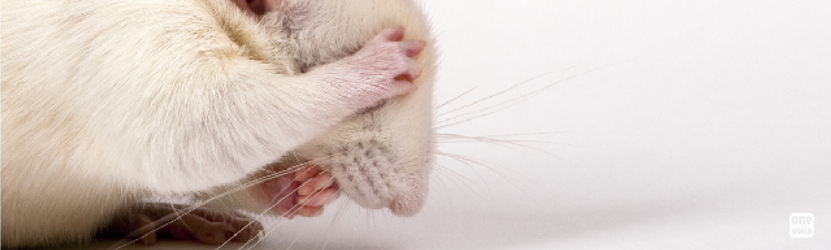 Une expérimentation animale de plus : faire vapoter des souris et en sortir une fake news