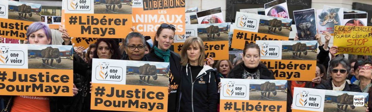 Pour libérer Maya, action silencieuse organisée par One Voice devant le cirque qui la détient et l’exploite, ce samedi 4 novembre à 12h à Cannes !