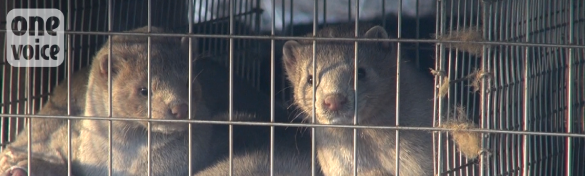 The hidden face of the fur industry in France: Mink farm revelations