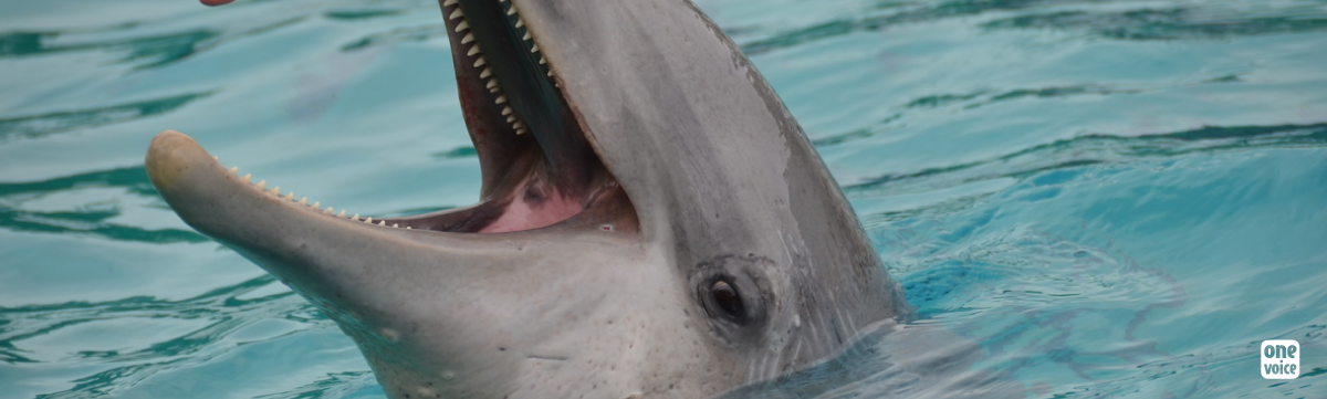 The suffering of captive dolphins: the legal fight on the poolside