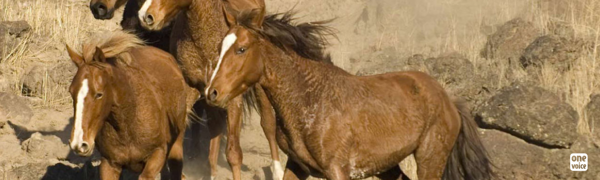 Enquête au brésil et au mexique : one voice révèle l’horreur vécue par les chevaux qui finissent dans nos assiettes