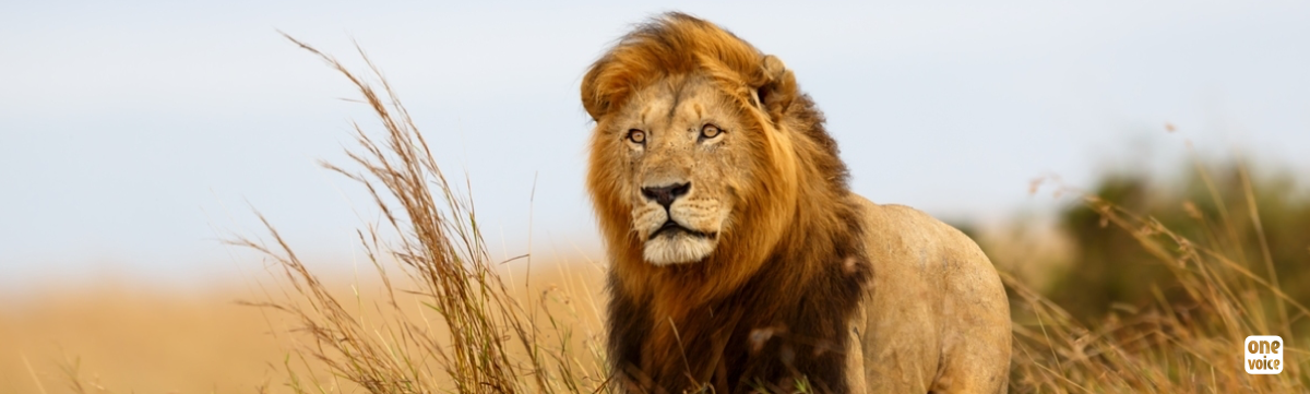 The heart-breaking agony of the lion Cecil