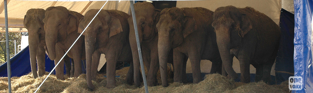 Une éléphante victime du cirque sur les routes espagnoles