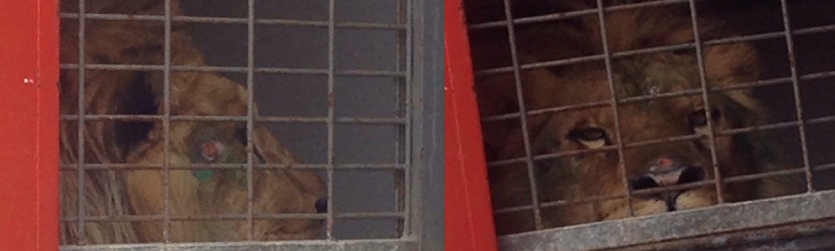 Help Elyo, a circus lion covered in wounds