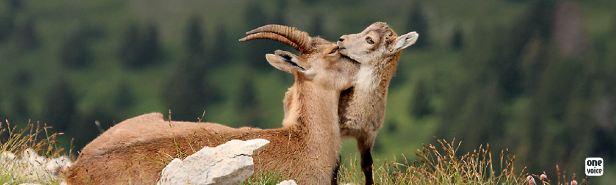 The ibex of Bargy: slaughtered for cheese?