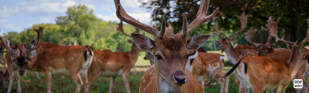 Four fallow deer spread panic in the Prefecture of Ardeche 