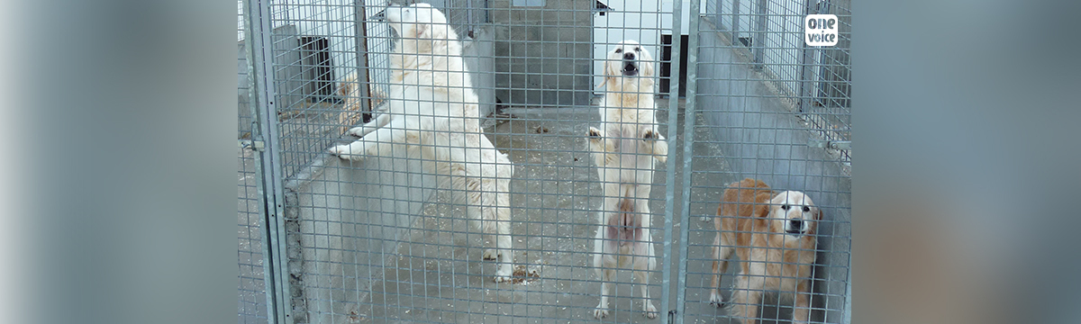 The Mézilles’ dog breeding centre wants to silence us.