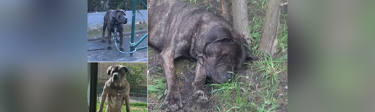 Little Boy, young Cane Corso stabbed and impaled on a branch: trial on June 20th
