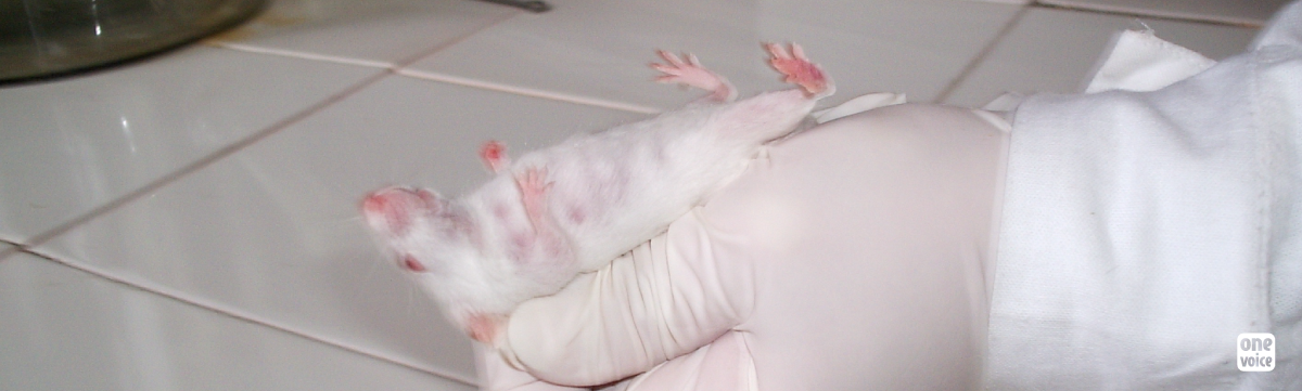 Nestlé stoppe les tests cruels sur les souris pour la toxine botulique