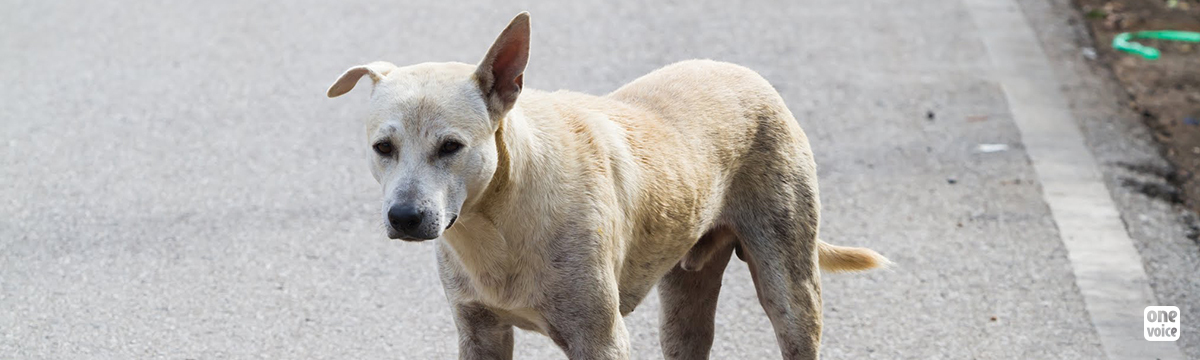 50 chiens abattus par un éleveur à la Réunion ! One Voice en colère