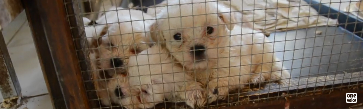 The reoffending abusive breeder finally judged