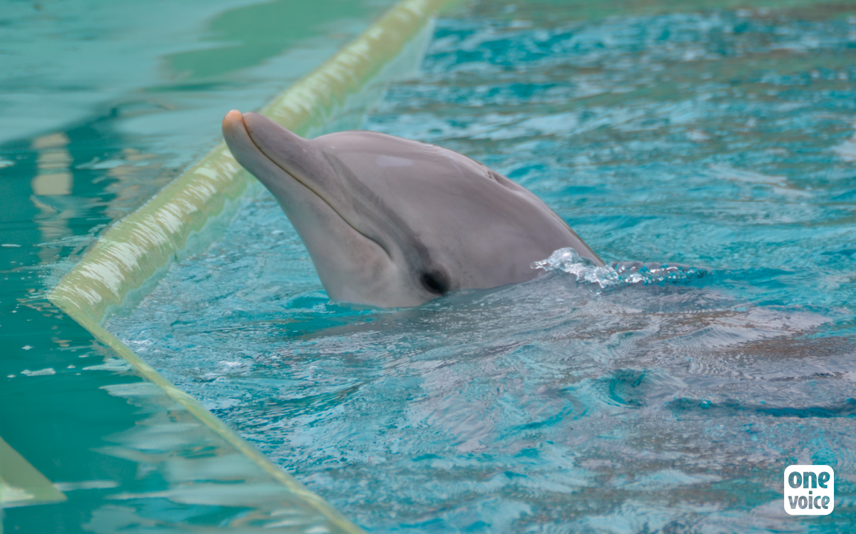 Revelations about the death of Aïcko, the dolphin of Planète Sauvage - One Voice calls into question the official version and the neutrality of the experts report.