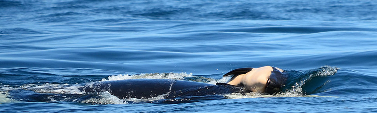 Jeune mère en deuil, l'orque J35 Tahlequah, porte son bébé depuis une semaine!