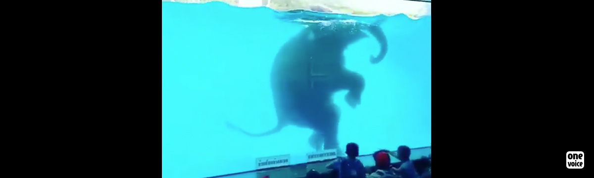 Forced to swim under the glare of onlookers for a captive elephant