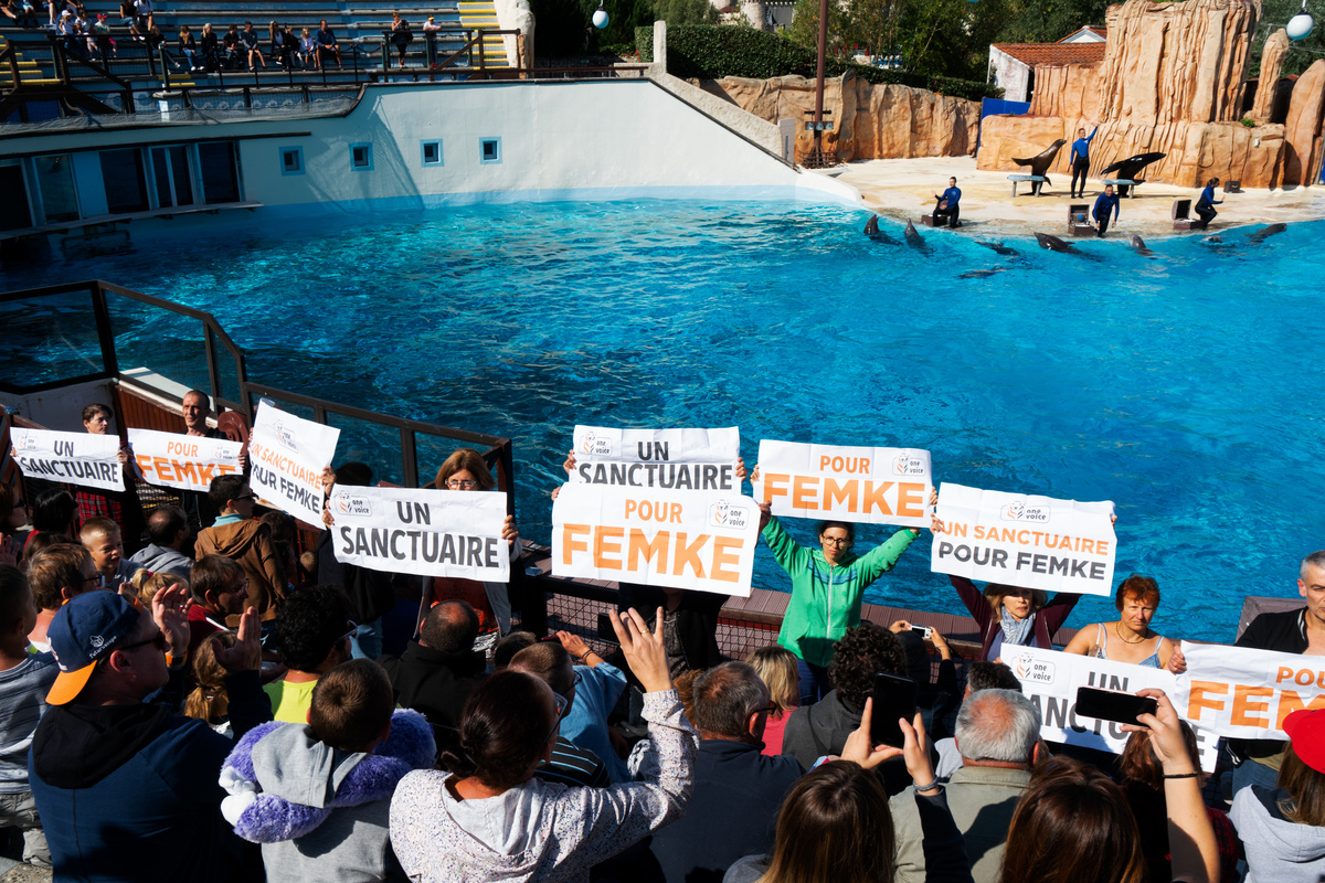 One Voice flash action for Femke the dolphin at the Parc Asterix on September 1st 2018