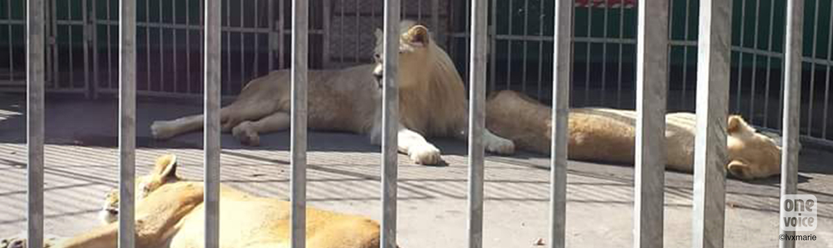 One Voice requests the urgent confiscation of 4 lionesses and a lion!