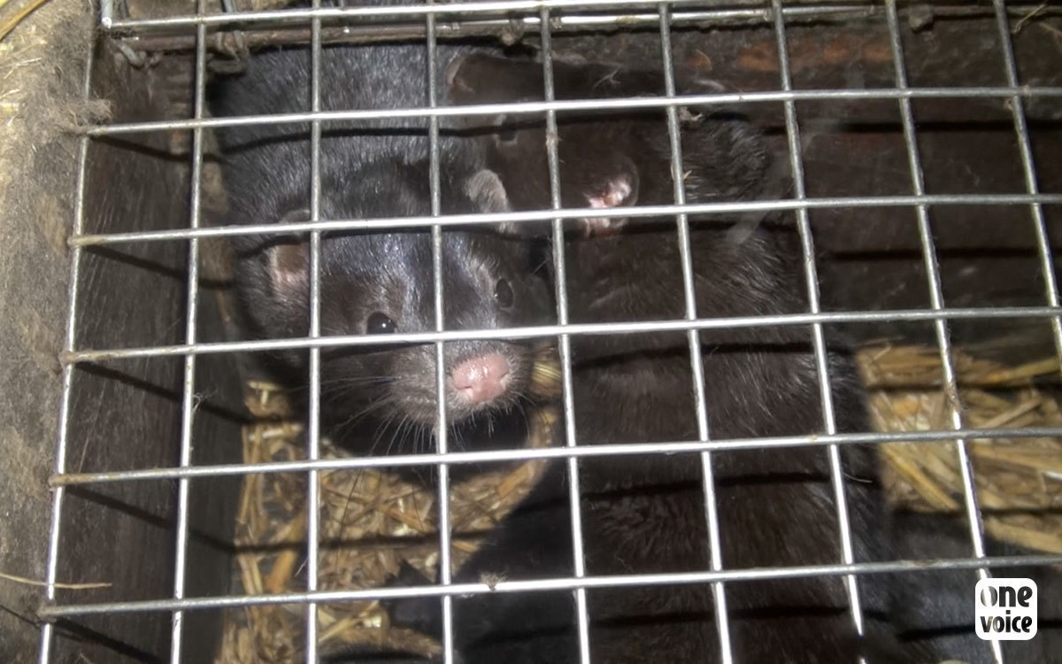 No, Emagny's mink farm has not yet closed and they still want to expand!