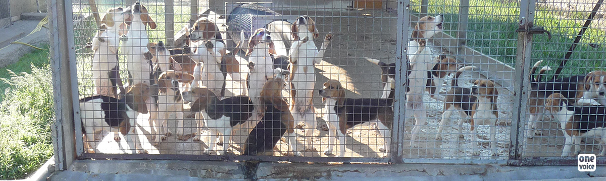 The first victory for beagles and golden retrievers locked up in Mézilles!