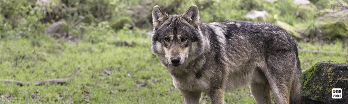 One Voice denounces and attacks an illegitimate Prefectural order against wolves