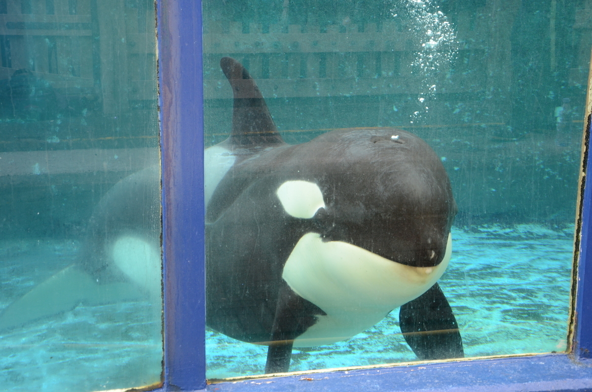Orca Morgan, captured in 2010, gave birth to her first baby to Loro Park