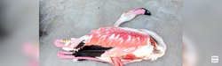 A flamingo, symptomatic victim of hunting