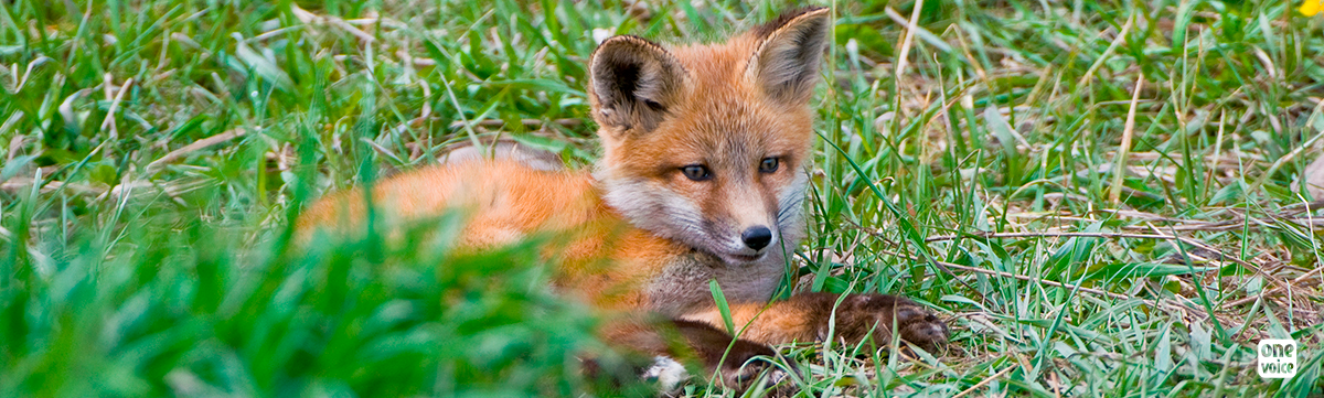 Let's rally against the shooting of red foxes at night in Moselle