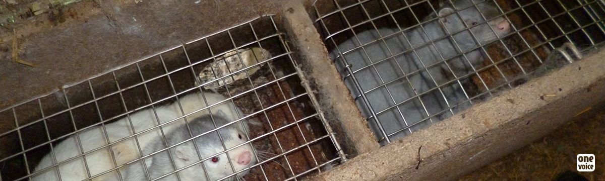 A breeding farm has been closed in Emagny, but Mink are still in cages!