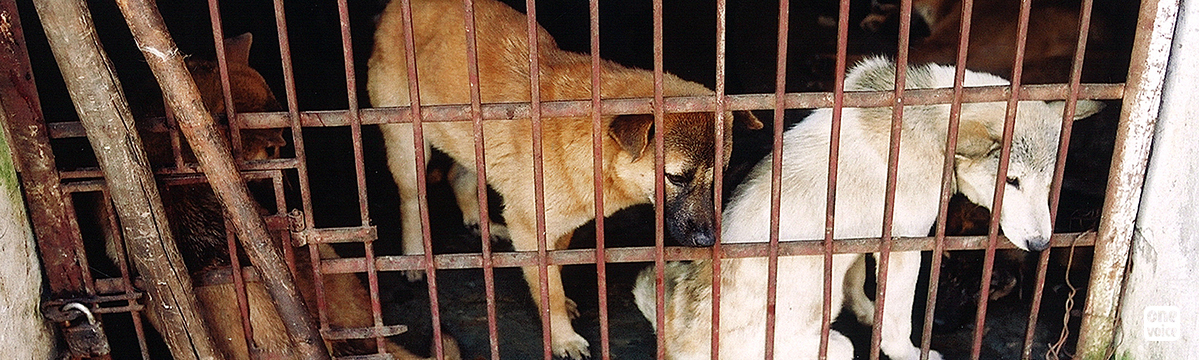 A Yulin, les vétérinaires découvrent que les chiens ne sont pas des objets