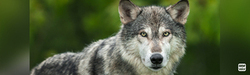 Loud gun shots to force frightened wolves from their sanctuary